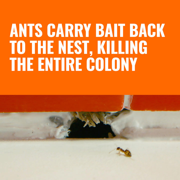 TERRO Ant Killer Bait Stations T300B - Liquid Bait to Eliminate Ants - Bait System - 12 Count Stations for Effective Indoor Ant Control Retail $12.99