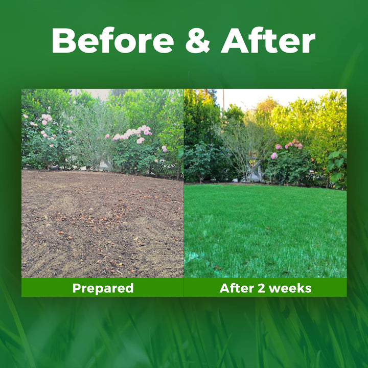 Growtrax Biodegradable Grass Seed Mat, Year Round Green - 50 Sq Ft Quick Fix Roll - Growing Solution for Lawns, Dog Patches and Shade - Just Roll Water & Grow -Not Fake or Artificial Grass